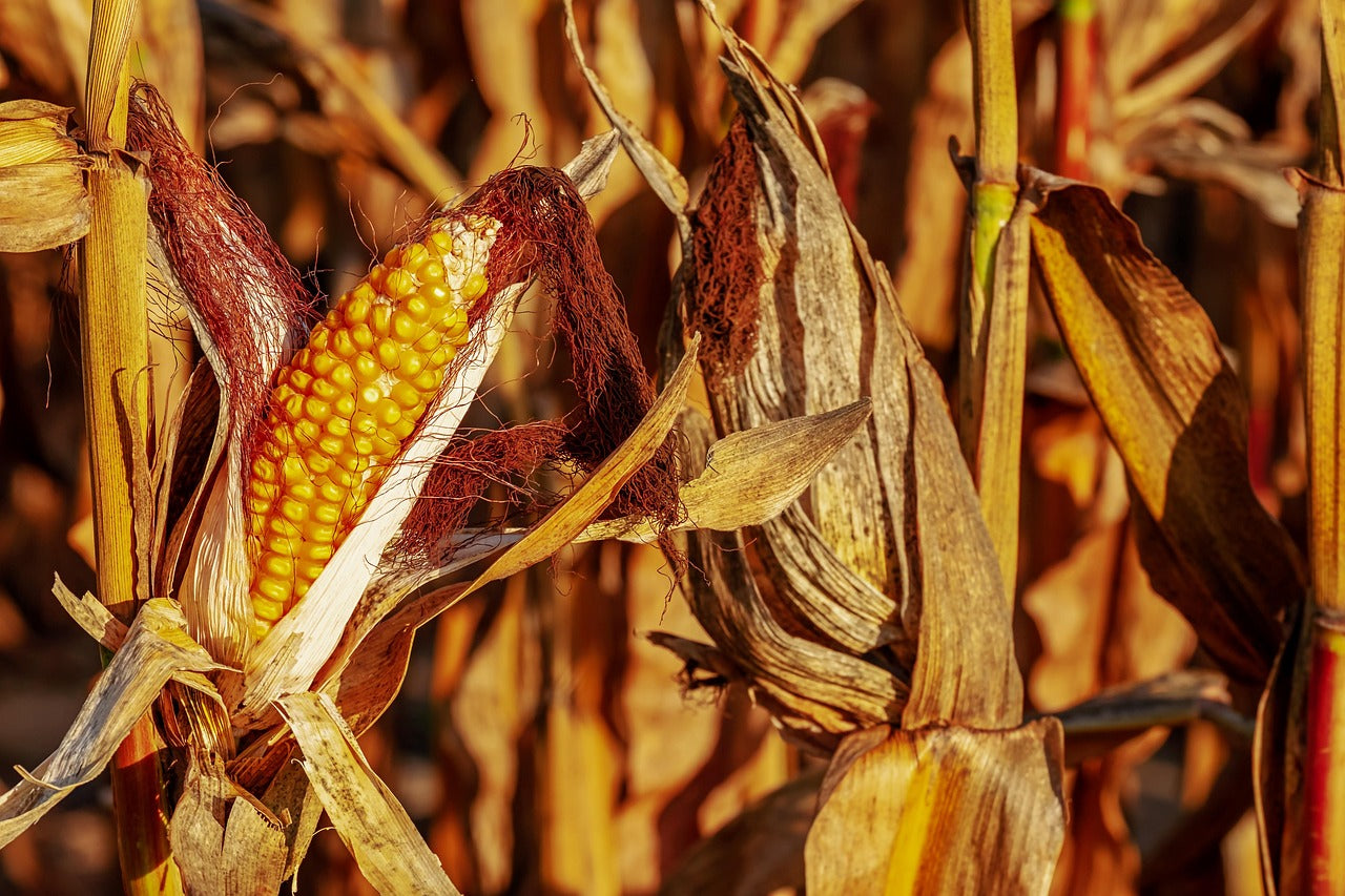 Corn Varieties
