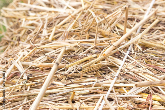Straw Bale