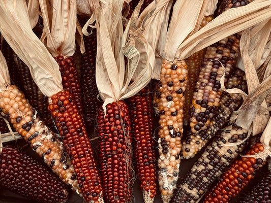 Corn Varieties